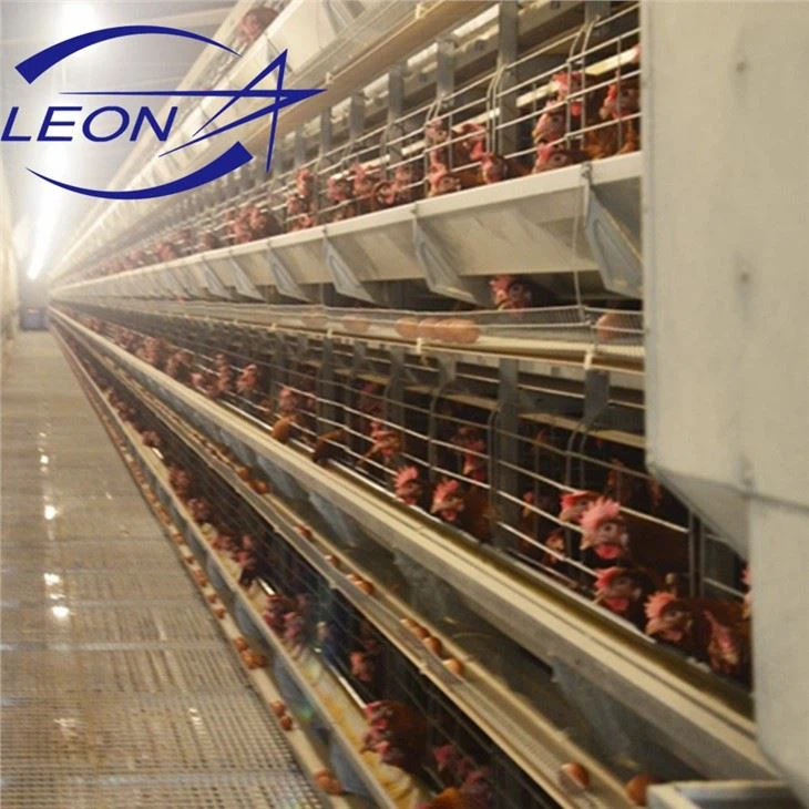Sturdy H-Type Layer Cage Sturdy H-Type Layer Cage