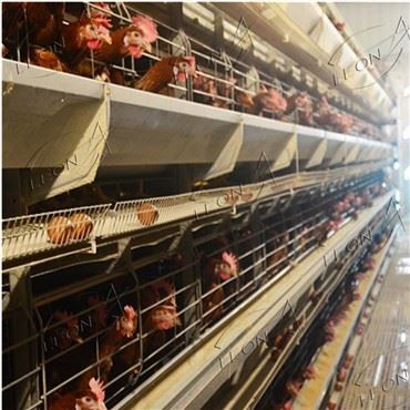 H Type lagbur til fjerkræfarm