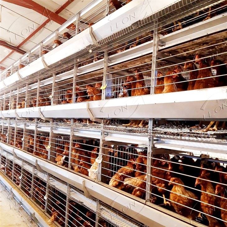 H Type Poultry Cages For Layer Chickens
