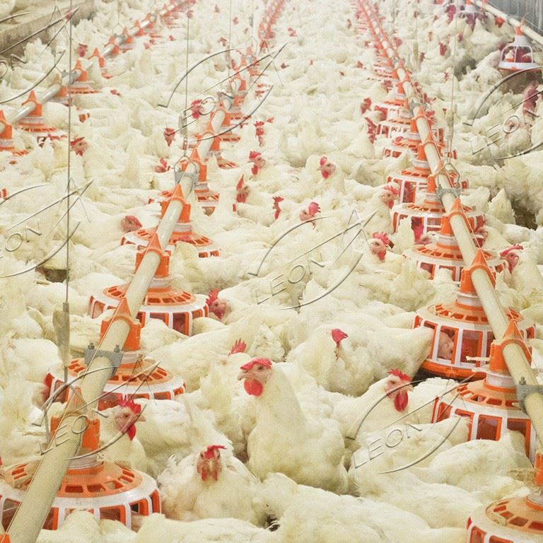 Efficient Raising System For Breeder factory