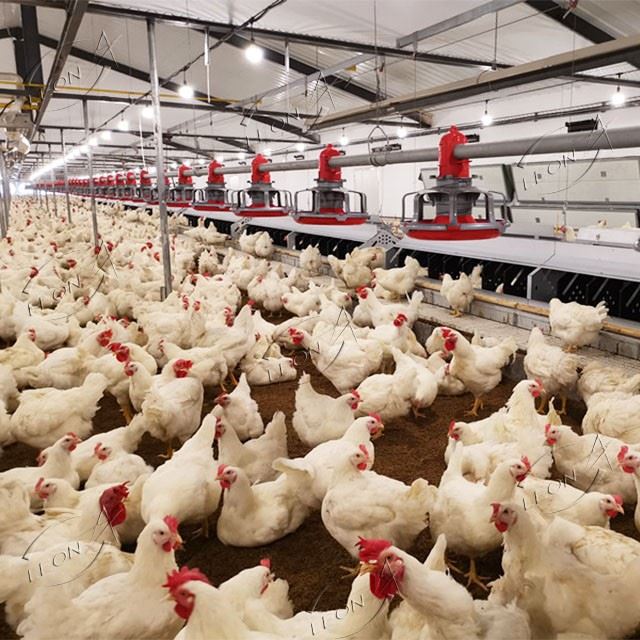 Efficient Raising System For Breeder best