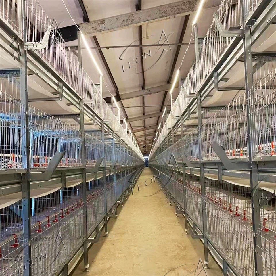 Fjerkræfarm H Type Slagtekyllinger Kyllingebur
